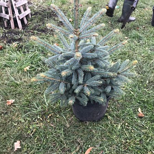 В Уфе ребята с синдромом Дауна приняли участие в посадке «Солнечной аллеи»