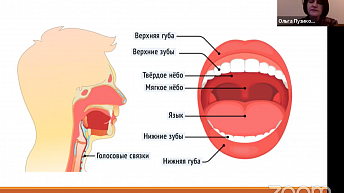 Запись прямого эфира "Что нужно знать родителям об особенностях строения ротовой полости"