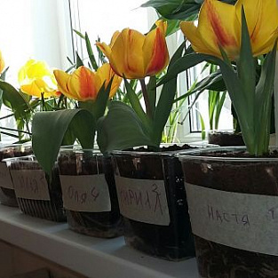 Цветы радости в Кирове Цветы радости в Кирове